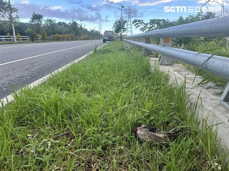 受傷員警疑似遭環頸雉撞飛。（圖／記者王浩原攝影）