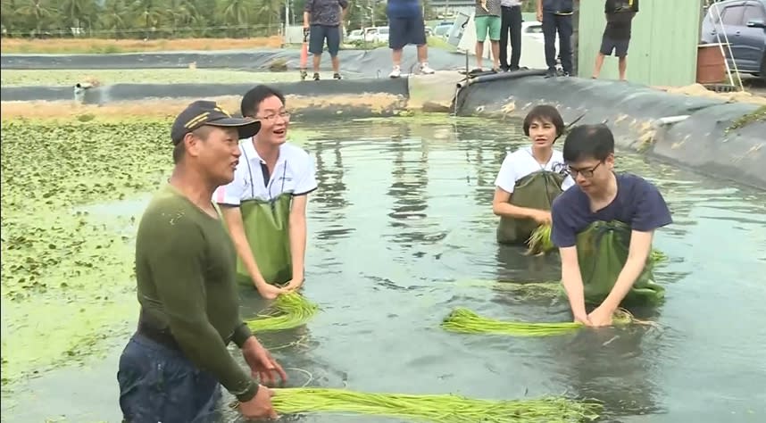 陳其邁26日下午在高雄體驗拔水蓮。（圖／東森新聞）