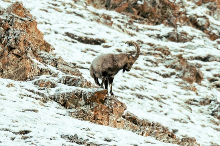 An Ibex stands on Jargalant Mountain in Mongolia's western Khovd province, where vulnerable habitat is shrinking amid surging livestock numbers (Odbayar Urkhensuren)