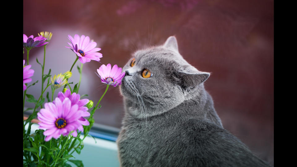 Cat sniffing flowers