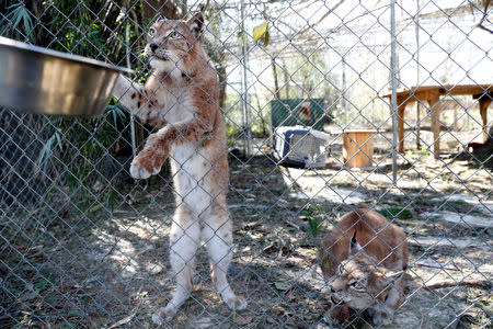 FILE PHOTO: Siberian lynx are fed in the aftermath of Hurricane Michael at the Bear Creek Feline Center in Panama City, Florida, U.S. October 12, 2018. REUTERS/Terray Sylvester/File Photo