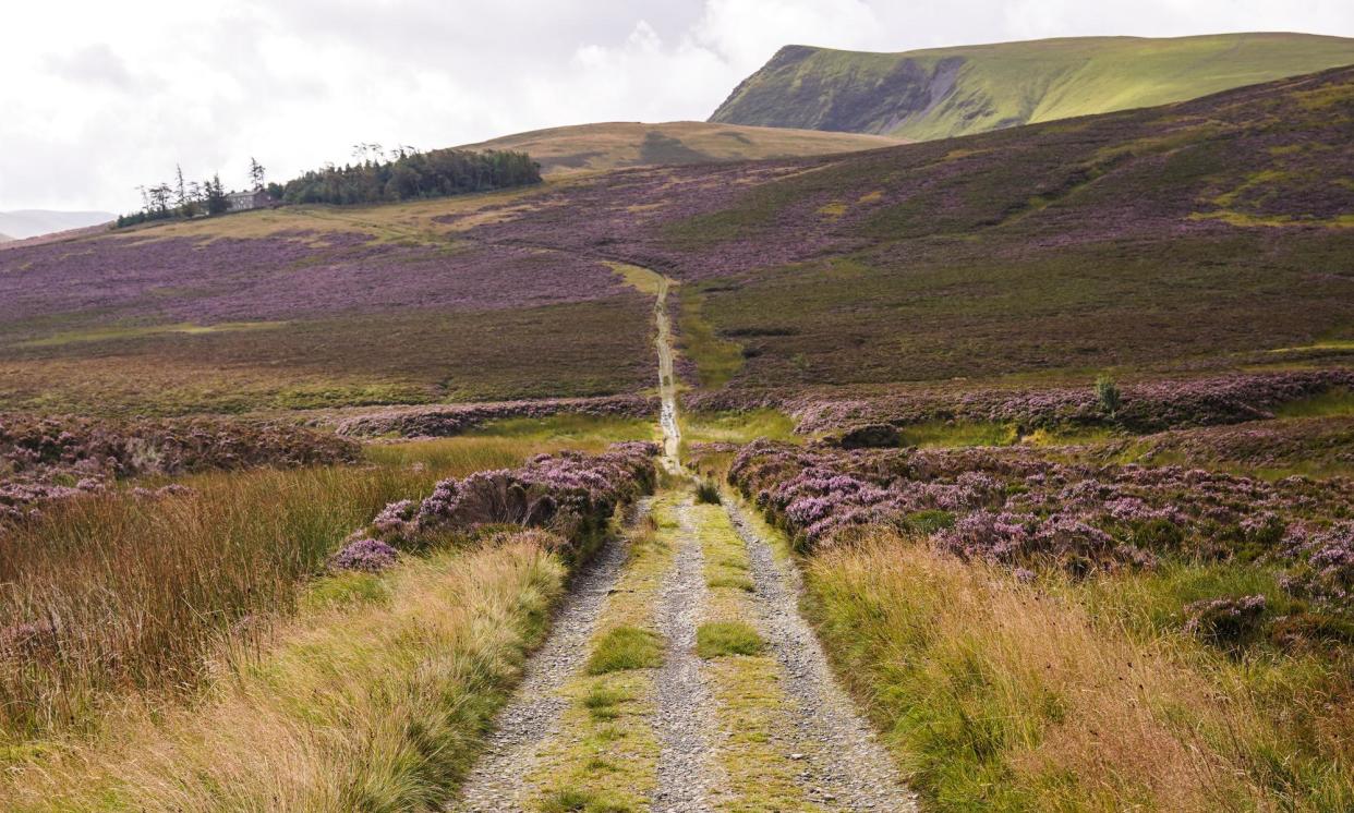 <span>Skiddaw is flanked by heather that bloom in summer but its grassland remains bleak.</span><span>Photograph: Harry Shepherd</span>