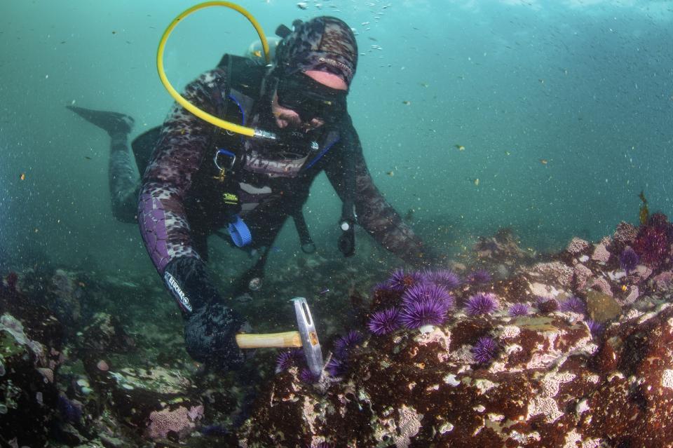 In this image provided by The Nature Conservancy, Josh Russo smashes urchins Sunday, Sept. 22, 2019, at Van Damme State Beach, near Caspar, Calif. From urchin crushing to lab-grown kelp, efforts to save California's kelp forests show promise. (Ralph Pace/The Nature Conservancy via AP)