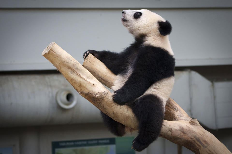 Female panda Sheng Yi, born in Malaysia in 2021, sits on tree during her first birthday at the National Zoo in Kuala Lumpur, Malaysia, Tuesday, May 31, 2022. (AP Photo/Vincent Thian)