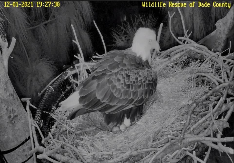 Rita Bald Eagle Eggs Nest