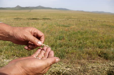 A farmer displays crops affected by drought, near Ulaanbaatar, in Talbulag, Jargalant district, Tov province, Mongolia, August 26, 2015. REUTERS/B. Rentsendorj