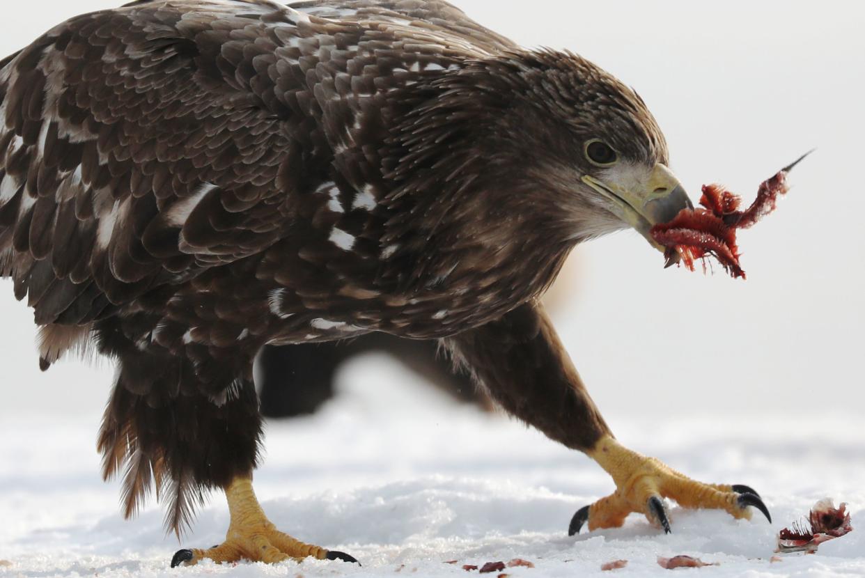 Juvenile Sea Eagle catching fish on ice in Hokkaido Japan