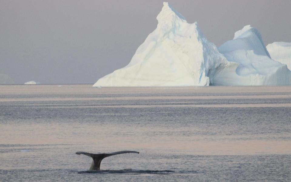 whale fin and iceberg - Frank Gardner