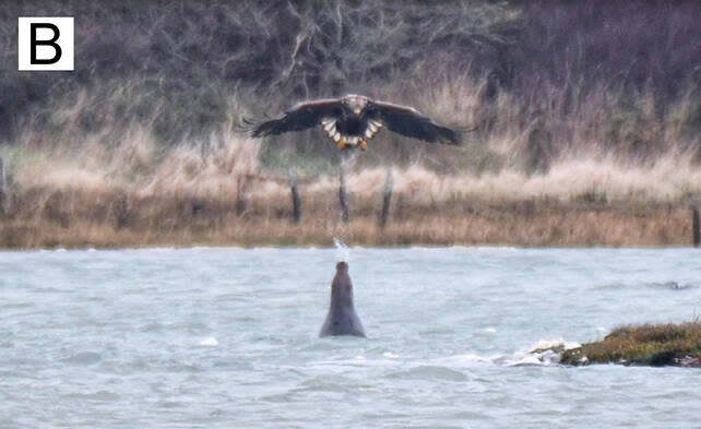 Ce phoque qui crache sur un aigle a stupéfié les scientifiques