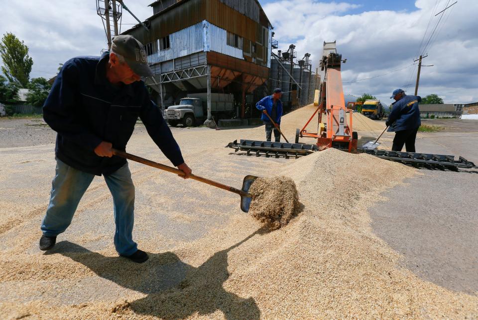 Ukrainian farmers mix barley and wheat after harvest in the Odesa area of Ukraine (EPA)