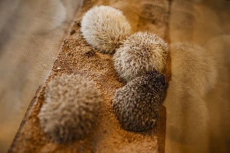 Hedgehogs sit in a glass enclosure at the Harry hedgehog cafe in Tokyo, Japan, April 5, 2016. REUTERS/Thomas Peter