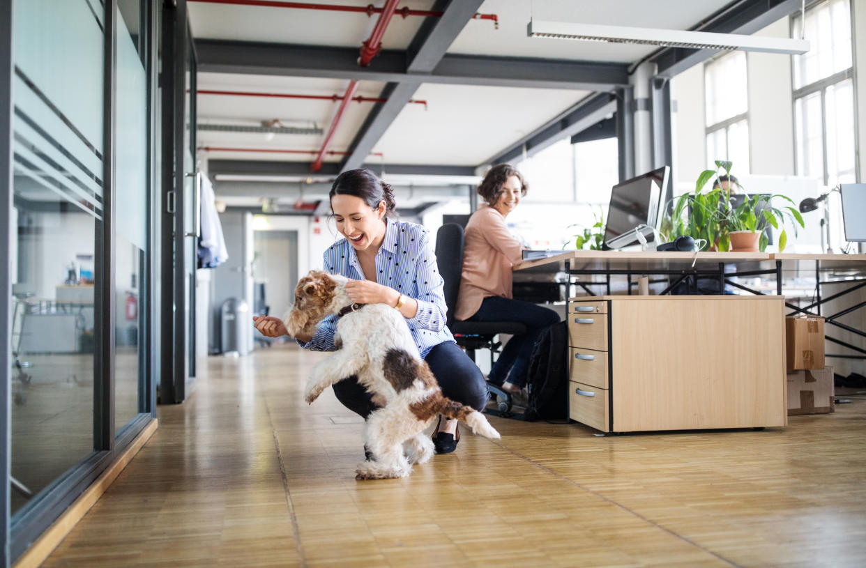 Businesswoman looking at female colleague playing with dog on tiled floor in creative office