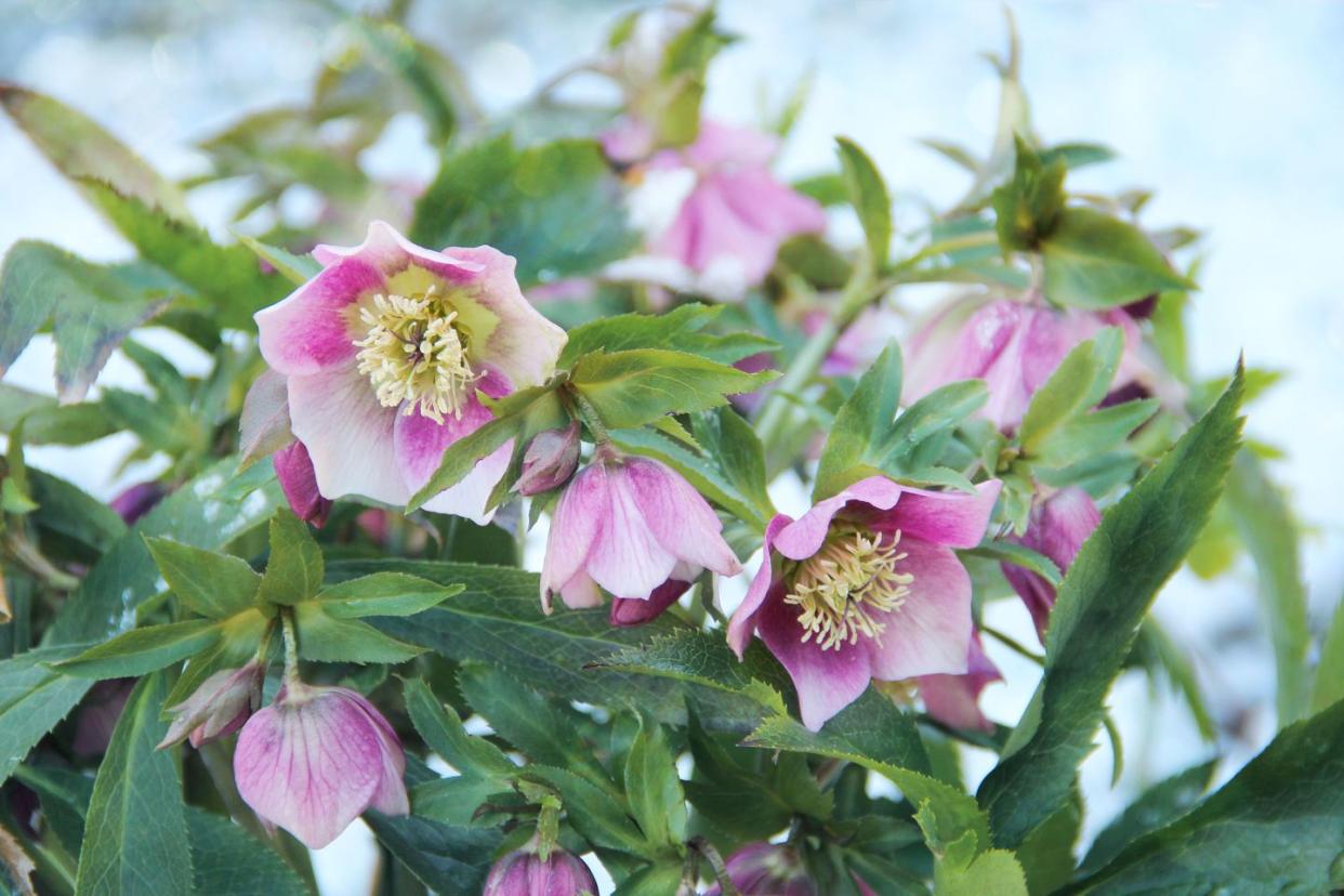 hellebore flowers