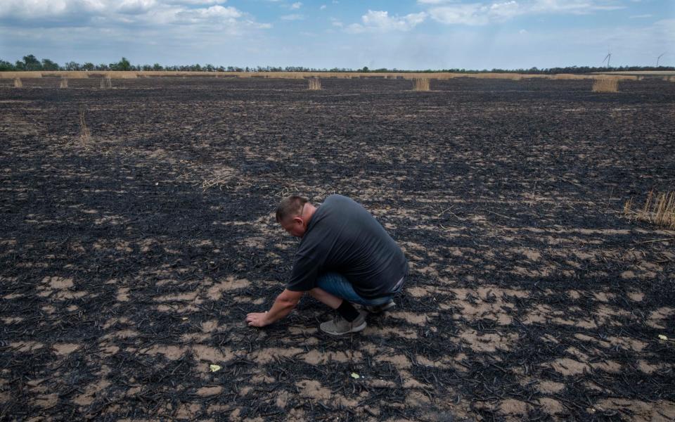 Sergei Dzuman a farmer in one of his wheat fields destroyed by fire after Russian shelling in the area. He claims to have lost 80% of his crops. - Julian Simmonds for The Telegraph