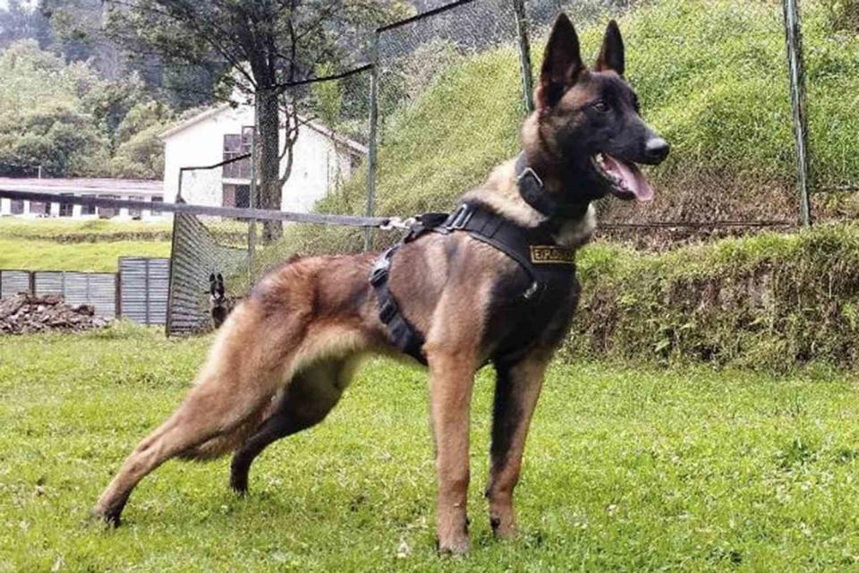 <p>HANDOUT/Colombian Army/AFP via Getty Images</p> Wilson the Belgian shepherd