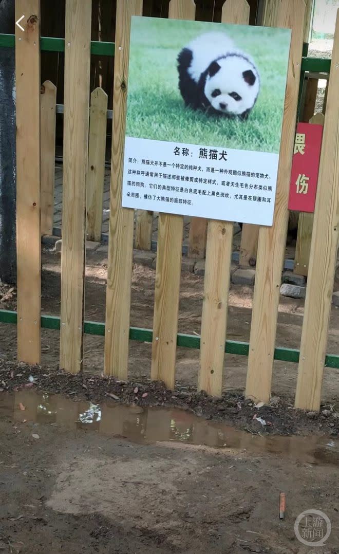 這兩隻所謂的「熊貓犬」不是真的熊貓，而是用鬆獅犬染色而成，動物園還特地立牌介紹。（圖／翻攝自上游新聞）