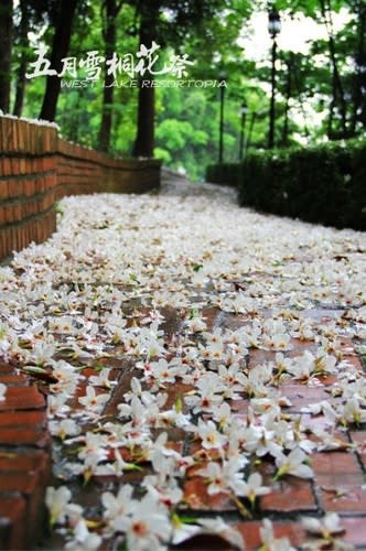 【2013桐花季】苗栗桐花飛雪，漫遊古道尋花蹤～