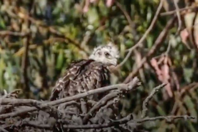 <p>Jann Nichols/ AMAZING ANIMALS+/ TMX</p> Baby hawk in eagle's nest in California