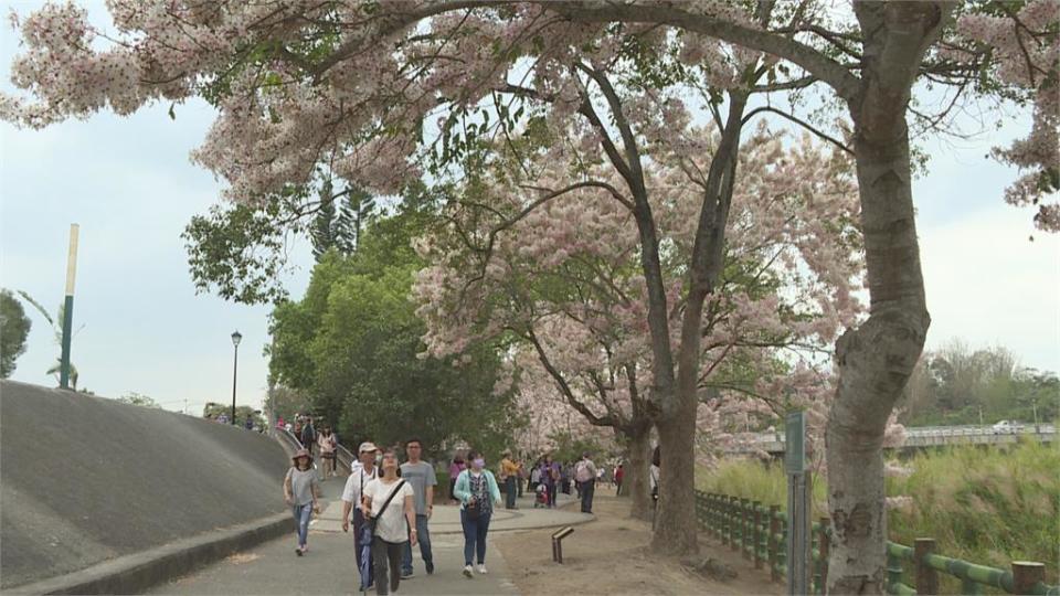 嘉縣竹崎鄉公園花旗木盛開 遊客湧入拍照一睹嬌媚