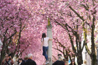 <p>In der Bonner Heerstraße ist das Kirschblüten-Fieber ausgebrochen. Anwohner und Touristen nutzen im Frühling jede Gelegenheit, um Selfies zu machen oder andere Fotomotive festzuhalten. In den vergangenen Tagen pilgerten tausende Menschen zu dem rosafarbenen Blütendach in der Altstadt. (Bild: Andreas Rentz/Getty Images) </p>