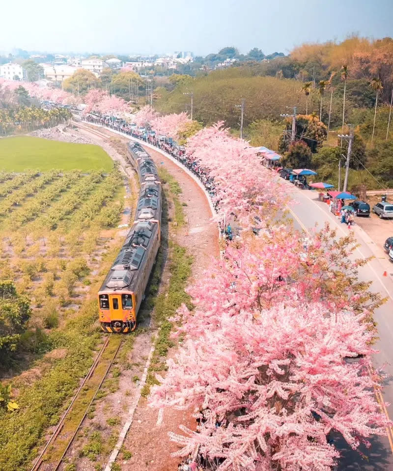 ▲二水鄉的花旗木花道緊鄰台鐵集集線，場景美得像阿里山鐵道櫻花。（圖／參山國家風景區管理處提供，2024.03.30）