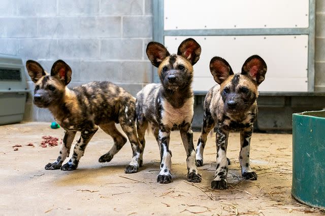 <p>Potawatomi Zoo</p> A photo of the African Painted Dog pups at the Potawatomi Zoo.