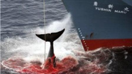 A whale is caught by a Japanese boat (AFP 2012).