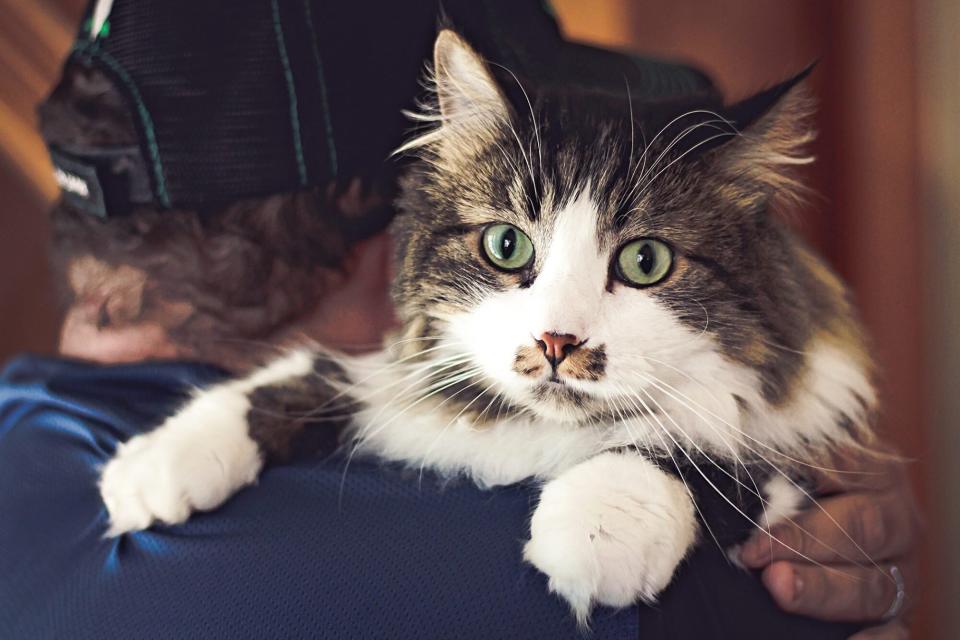 man holding his ragamuffin cat over his shoulder