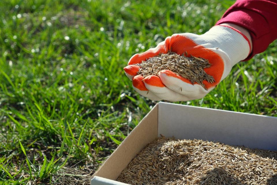 Hand with white and red glove spreads grass seed from a tub onto green lawn. 