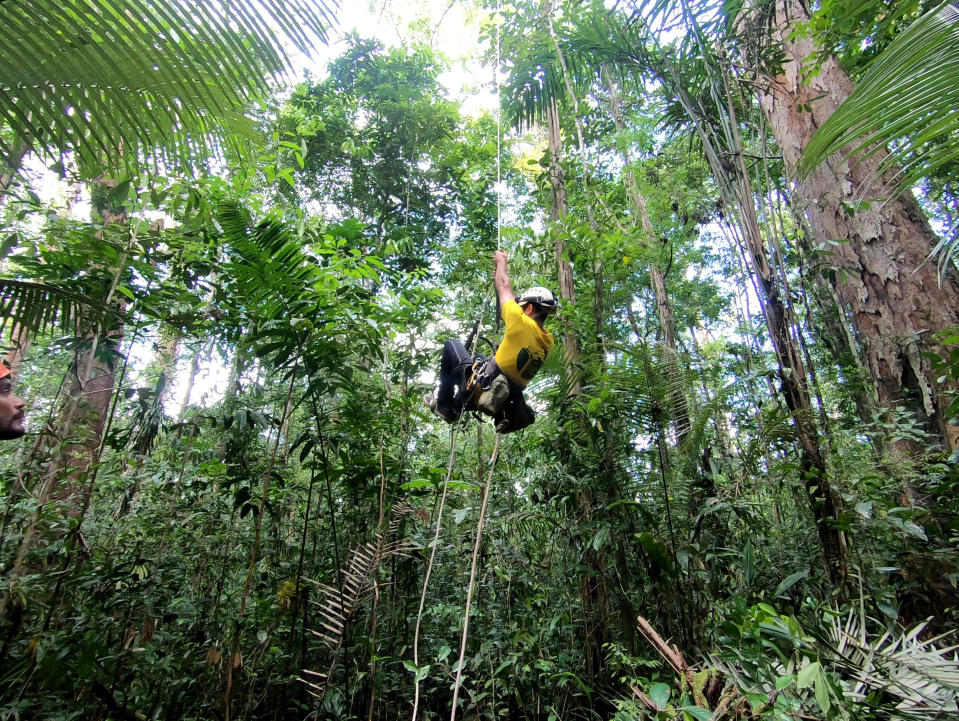 Climbing in the area close to the tallest tree in the Amazon (SWNS)