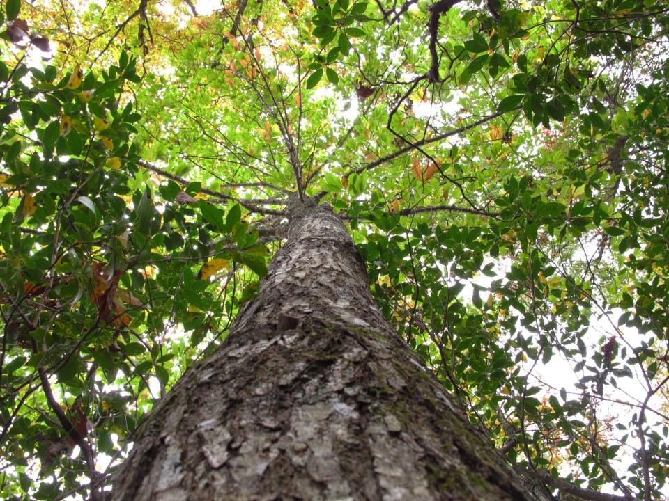 American chestnut trees once dominated eastern U.S. forests.