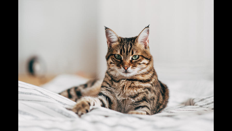 Cat sitting on bed