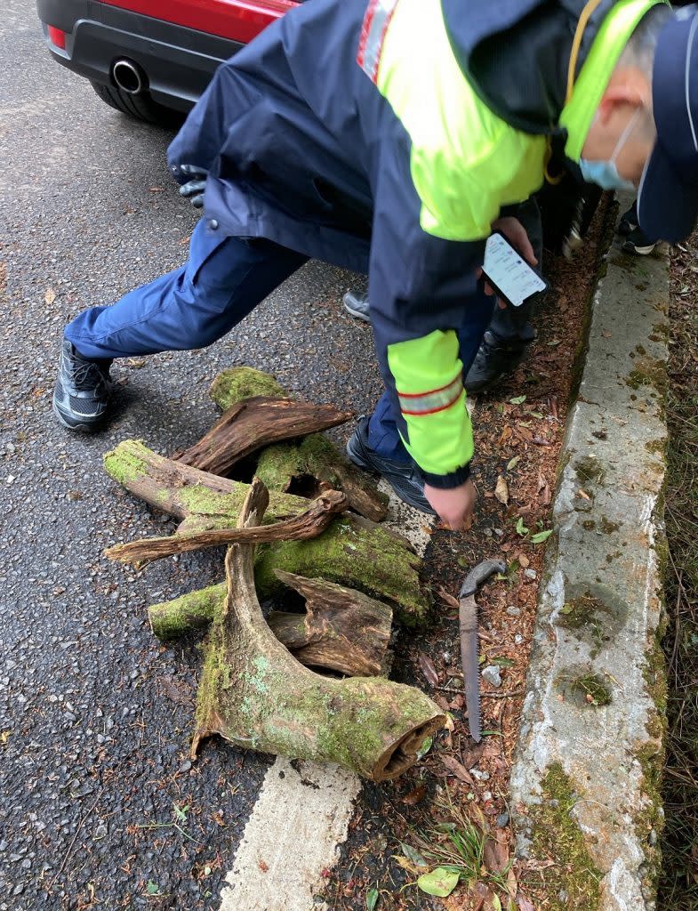 山老鼠覬覦國有林地內之珍貴林木，男子駕駛之車輛後車廂起出六塊台灣扁柏贓木及一支手鋸，人贓俱獲。（記者徐義雄攝）