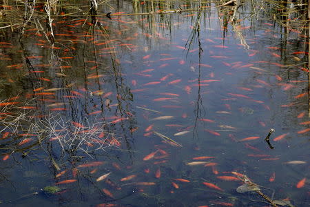 Goldfish swim in the shallows of Teller Lake #5 outside of Boulder, Colorado April 10, 2015. REUTERS/Rick Wilking