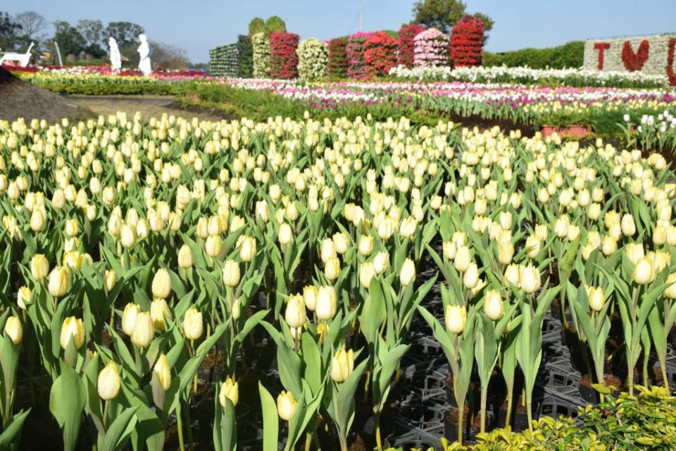 台中市后里區中社觀光花一年一度「鬱金香花季」展開，模特兒走秀吸引遊客熱烈拍照，場面熱鬧。難培育的鬱金香新品種少見，值得愛花人士勿失良機賞鮮。（記者陳榮昌攝）