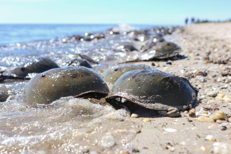 Slaughter Beach is a horseshoe crab sanctuary.