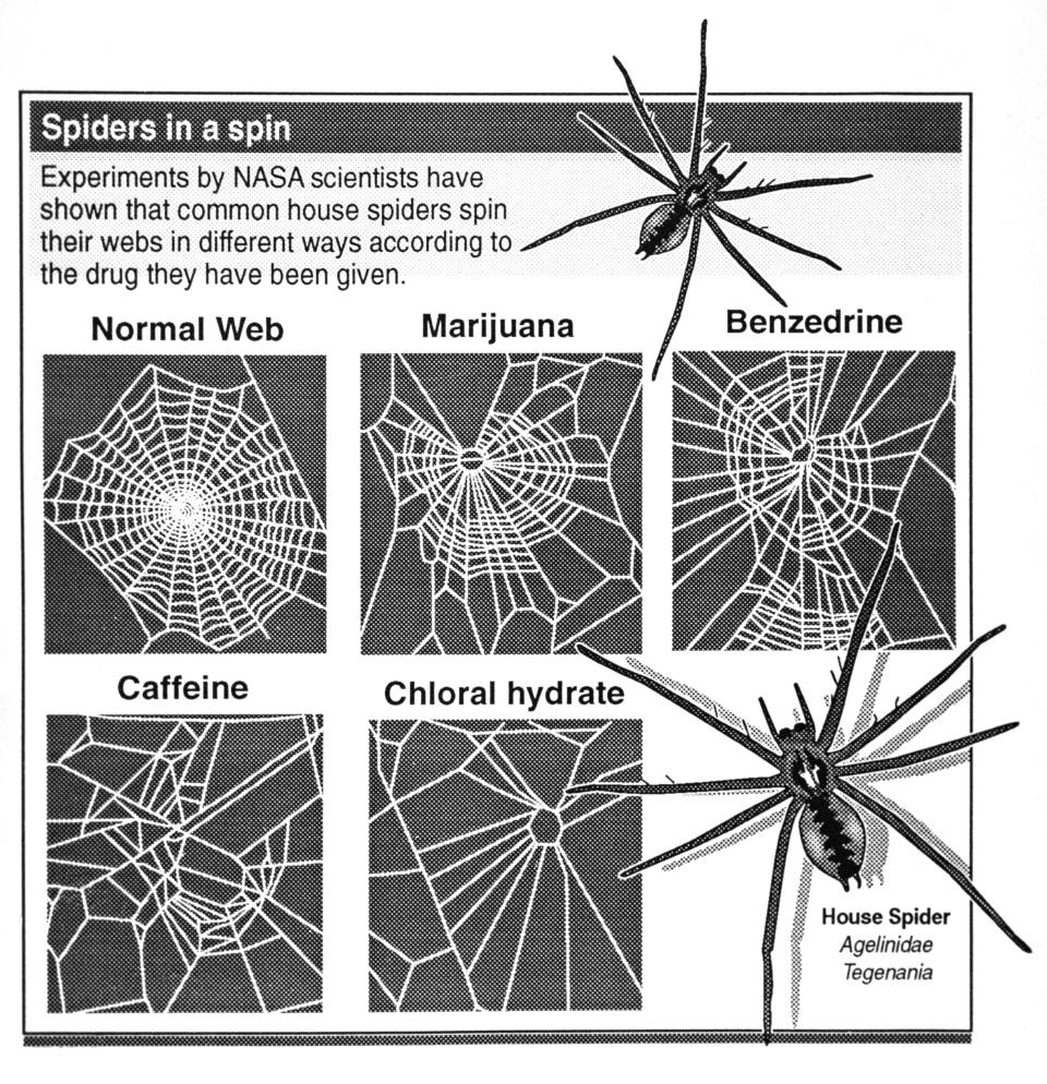 Six spider webs are shown with labels: "Normal Web," "Marijuana," "Benzedrine," "Caffeine," "Chloral hydrate." Text states NASA scientists studied spiders' web patterns on different drugs