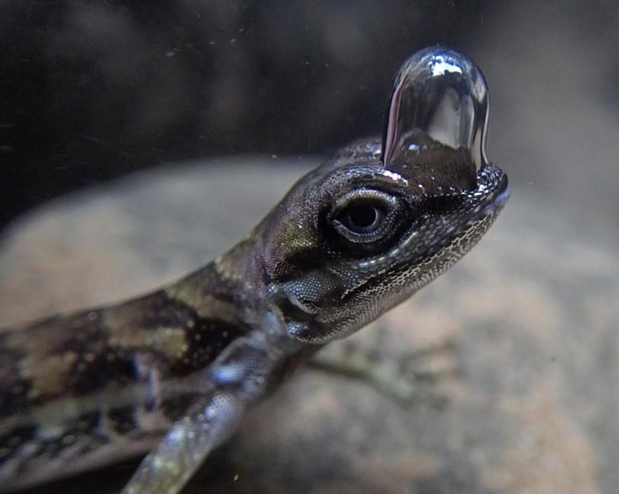 <span>Researchers found that water anoles cold remain submerged for longer without moisturiser on their skin that prevented the nostril bubbles from forming properly. </span><span>Photograph: Lindsey Swierk</span>