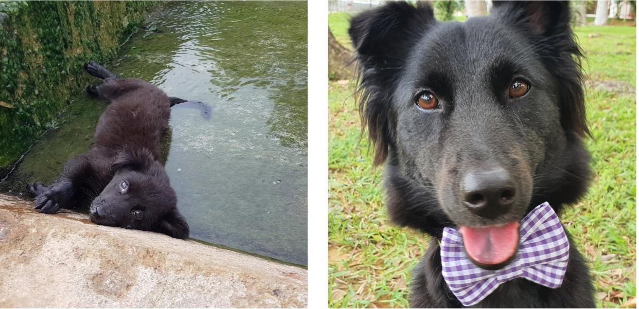 Rosie the Singapore Special when she was rescued from a drain in April 2019, is now a healthy two-year-old (PHOTO: @rosie.theposie Instagram account)