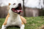 Happy Pit Bull dog