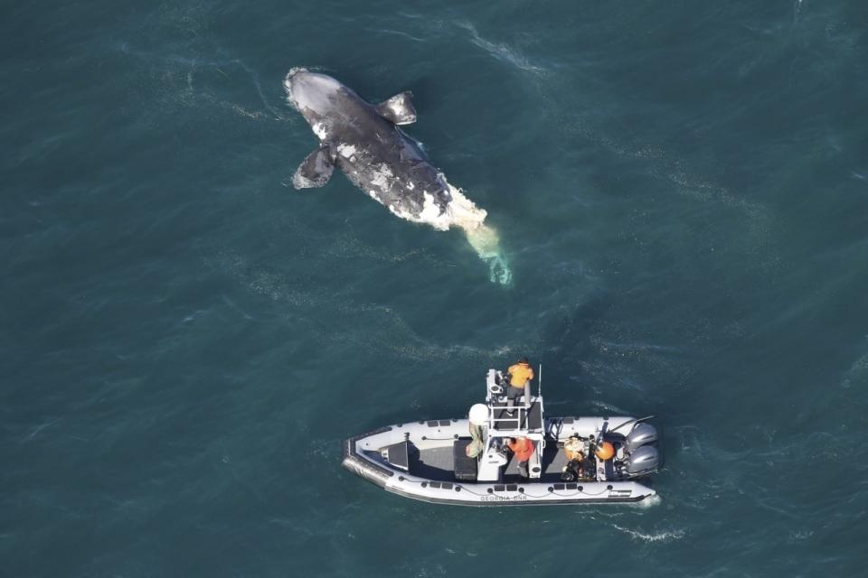 Esta foto proporcionada por el Departamento de Recursos Naturales de Georgia muestra a la tripulación de un barco del DNR evaluando una ballena franca juvenil muerta a unas 20 millas de la isla de Tybee, Georgia, el miércoles 14 de febrero de 2024. (Departamento de Recursos Naturales de Georgia vía AP)