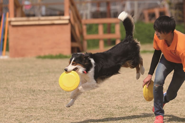 「工作犬演出