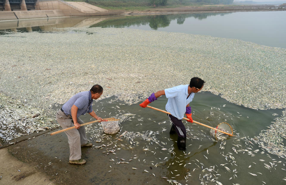 People salvage dead fish in a river on September 3, 2013 in Wuhan, Hubei province of China.  (Photo by ChinaFotoPress/Getty Images)