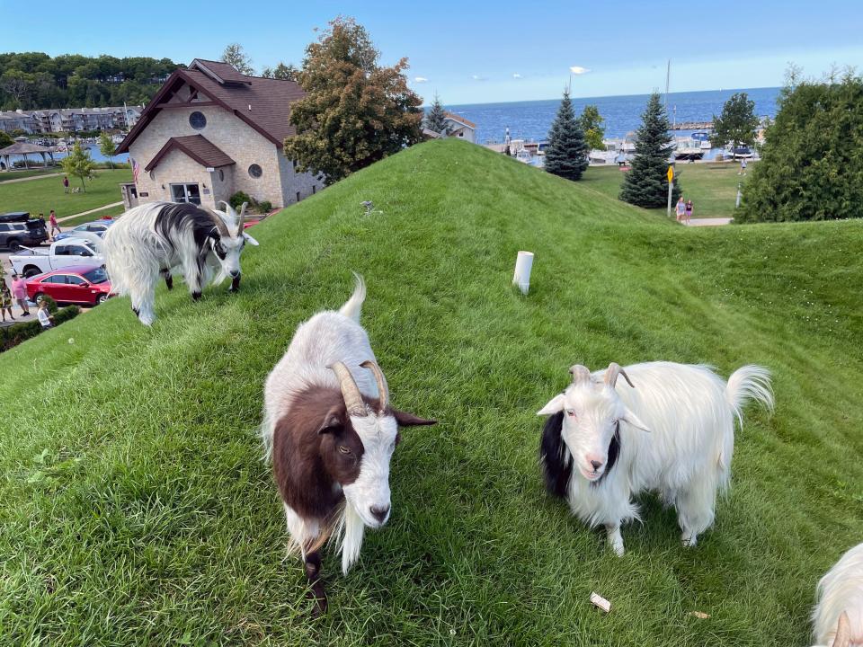 Goats roam the roof of Al Johnson's Swedish Restaurant, Butik & Stabbur in Sister Bay, when the weather allows.