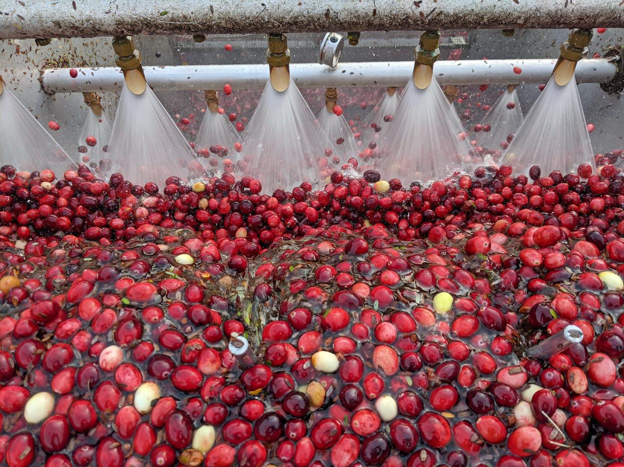 CranFest in November will celebrate the long history of cranberry growing on the South Shore and emphasize the many ways the fruit can be used in the kitchen.