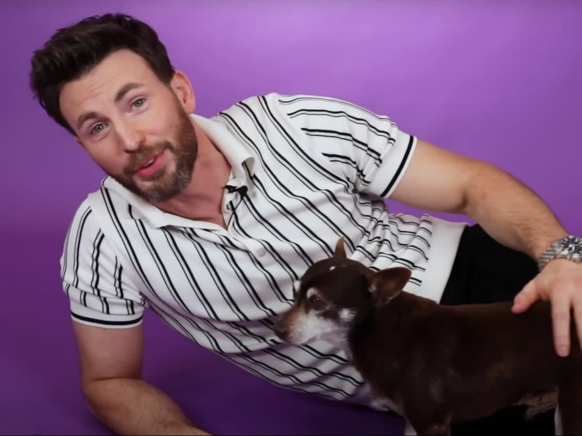 Chris Evans pets a senior dog during an interview (Buzzfeed/YouTube)