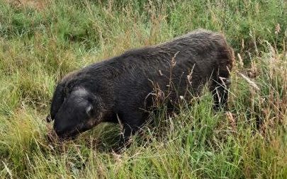 The 'Iron Age' pig breed was originally bred in the 1970s as an experiment for a BBC documentary