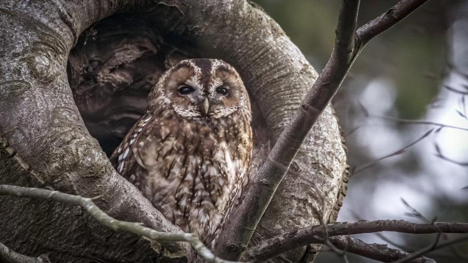 A Tawny Owl looking out from a hollow in a tree trunk