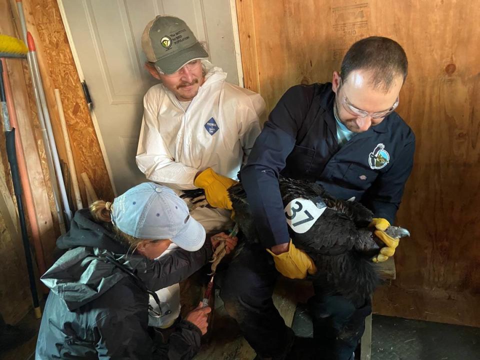 Wildlife veterinarian Dr. Amy Wells gives a juvenile condor its booster shot on Tuesday, Nov. 14, 2023, in the holding pen above San Simeon. Darren Wells holds the bird. Isiah Woodard is a volunteer. 