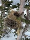 According to NWF: Riding a chairlift at a Colorado ski resort, David Terbush spotted a porcupine climbing down a tree. Hoping for a closer look at this “amazing creature,” he skied down to the site and saw the animal just starting to climb up again. Terbush grabbed his iPhone and caught a few frames, leaving quickly to avoid stressing the porcupine. “We keep pushing animals into smaller spaces,” he says. “These poor little guys are just trying to survive.” DAVID TERBUSH, 2020 National Wildlife® Photo Contest